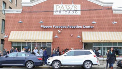 Julia Poukatch from PAWS Chicago talks about their adopt-a-thon