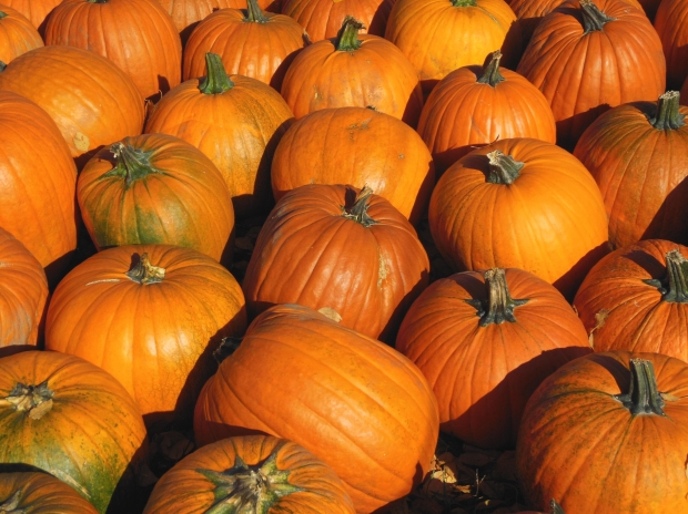 Ideal rain, temperatures mean good Illinois pumpkin crop | WLS-AM 890 ...