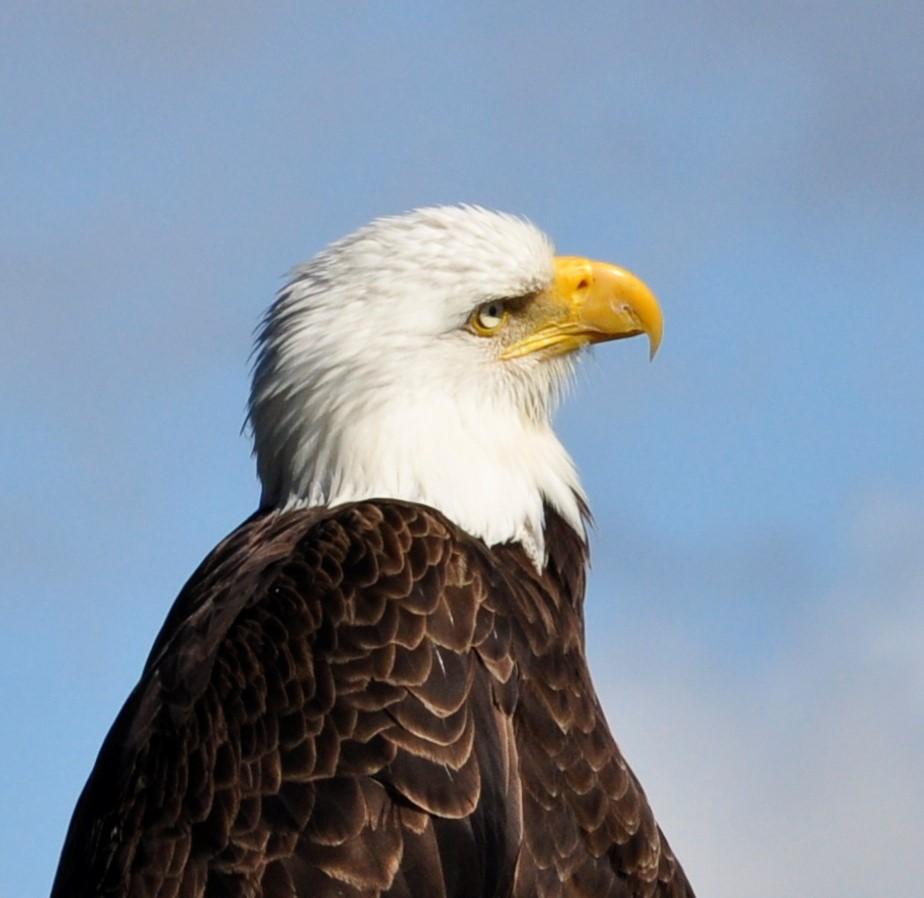 Bald eagle found shot in Southern Illinois recovering well | WLS-AM 890 ...